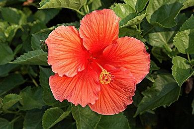 《EA Sports FC 24》：4090可流畅8K＆60FPS游玩